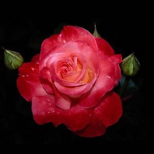 Meet your Posher, Esmeralda